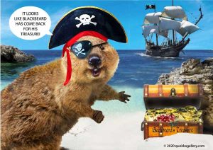 Poster of a Quokka dressed as a pirate