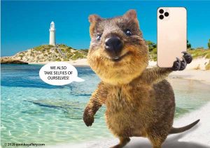Poster of a Quokka taking a selfie