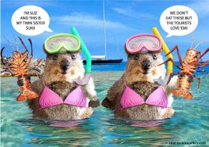 Poster of 2 Quokkas in Bikinis