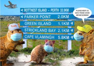 Quokkas wearing masks on Rottnest Island