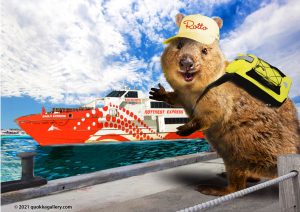 Quokka catching the Ferry to Rottnest Island