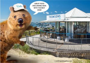 Quokka outside Thomsons Resteraunt on Rottnest Island